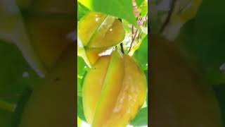 carambola garden [upl. by Filmore69]