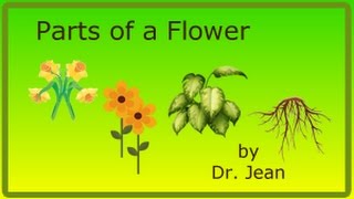 Parts of a Flower by Dr Jean [upl. by Bachman]