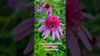 Echinacea purpurea Pink Double Delight  Bíbor kasvirág [upl. by Dadelos864]