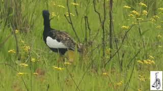 The Bengal Florican [upl. by Carlie]