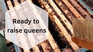 Queen Breeding Preparing the starter hive how to rear queen bees honeybees queenbee [upl. by Ahsinan]