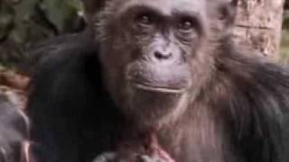 A new cute baby chimpanzee is born in the wild jungle  BBC wildlife [upl. by Annaicul]