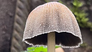 4K Coprinellus micaceus Mushroom Identification [upl. by Eelyma]