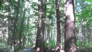 Oldgrowth forest at Hartwick Pines State Park [upl. by Ilah]