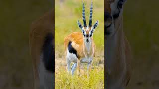 Thomsons Gazelle Eudorcas thomsonii Referred to as a tommie 😹  Observed in Description [upl. by Fiedler990]