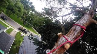 How to set up a speedline Tree Removal [upl. by Elana]