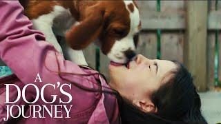 A Dogs Journey 2019 quotLifetimesquot TV Spot [upl. by Dirfliw]