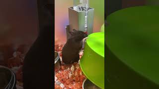 black rat rat cuteanimals [upl. by Nnorahs]