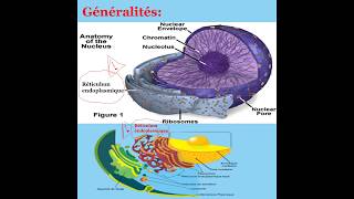 Biologie cellulaire  réticulum endoplasmique Granulaire et Lisse REG et REL [upl. by Mills]