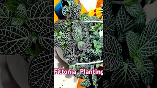 Fittonia planting plants love gardening fittonia music Houseofplants plantcare tamil song [upl. by Gnat477]