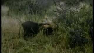 Warthog killing lion [upl. by Rind]