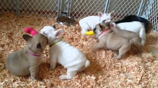 8 week old french bulldogs [upl. by Eitsirk462]