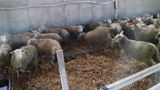 Finishing lambs in the Teagasc Sheep Research Demonstration Flock [upl. by Aihsei266]