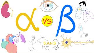 Alpha vs Beta Adrenergic Receptors  Autonomic Nervous System  Physiology and Pharmacology [upl. by Jessi]