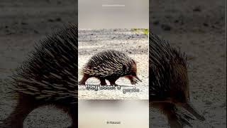 Echidna  The Mammal Giving Birth To Cute Baby [upl. by Ortensia]