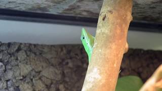 Anoles tour  Anolis hendersoni Anolis coelestinus Anolis sagrei [upl. by Llyrrad592]