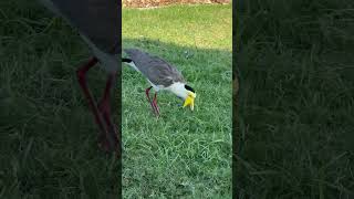 Plovers Bird  Australian Bird [upl. by Lehcir229]