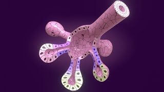 3D Salivary Gland Development  Stomodeum vs Oropharyngeal Membrane  Parotid gland [upl. by Farika]