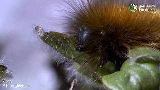 Day 22 of 24 Species of Christmas the Arctic Woolly Bear Caterpillar  Royal Society of Biology [upl. by Aissej916]