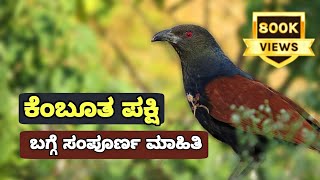 ಕೆಂಬೂತ ಹಕ್ಕಿಯ ಬಗ್ಗೆ ಮಾಹಿತಿ  Greater Coucal Information In Kannada  Full Detailed Video 2 [upl. by Neillij661]