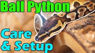 How to Care for Ball Pythons [upl. by Homans]