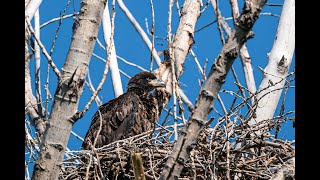 Les pygargues du Parc national des ÎlesdeBoucherville [upl. by Neetsyrk]