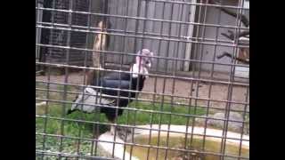 Andes condor  Zoo Antwerp [upl. by Xantha606]