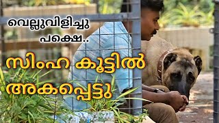 മരണം മുന്നിൽ കണ്ട നിമിഷം kangal dog challange Leash Talks [upl. by Bradman]