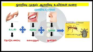 ஓரறிவு உயிர் முதல் ஆறறிவு உயிர் வரை one sense to six sense Group 4  Group 2 [upl. by Wally]