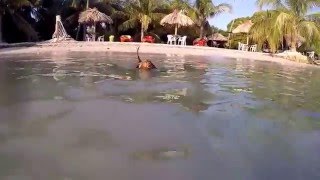 Perro Salchicha Dachshund  Teckel Nadando en el Mar  Winnie Dog Swimming in the Sea [upl. by Ottillia]