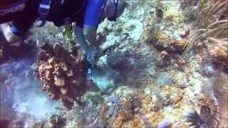 Belize World Class Diving Turneffe Atoll [upl. by Aiuqes]