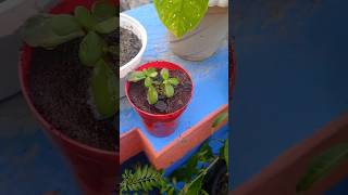 কিভাবে jade plant এর কাটিং grow করবেন 🥰 কিভাবে ড্রিনেজ hole থেকে একটুকুও মাটি বেরোবে না shorts [upl. by Esorlatsyrc]