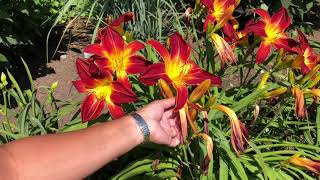 How To Care For Daylilies [upl. by Carmine]