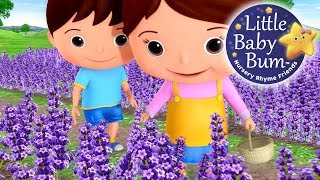 Lavenders Blue Dilly Dilly  Nursery Rhymes for Babies by LittleBabyBum  ABCs and 123s [upl. by Zetta]