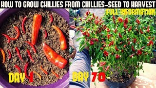 How To Grow Chillies At Home100 chillies per plantSeed To Harvest [upl. by Webster]