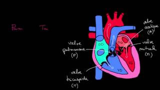 Valves et bruits du coeur [upl. by Niatsirhc]