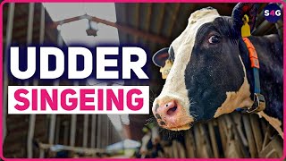 Udder Singeing One of the Horrors Behind Your Favorite Dairy Products  Switch4Good [upl. by Thordis753]