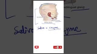 Salivary glands part 2 biology humanbody ncert class10 eduseries [upl. by Leahcimrej]