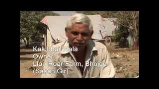 Interview of Kalubhai  Lion Roar Farm Sasan Gir [upl. by Tyika]