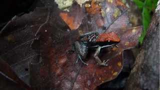 The Sanguine Poison Frog Allobates zaparo in the Yasuni [upl. by Zeculon]