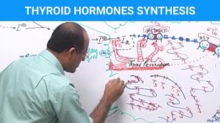 Thyroid Hormones Synthesis  Thyroid Gland 👨‍⚕️ [upl. by Ailicec]