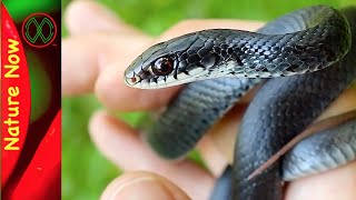 Black Racer Snakes will Bite [upl. by Rudyard226]