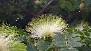 Albizia Lebbeck medicinal plant [upl. by Denice]