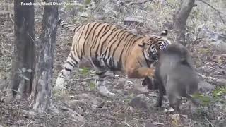 tiger vs wild boar [upl. by Cathey]