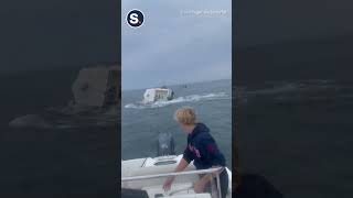 Breaching Whale Capsizes Boat [upl. by Akihsal410]