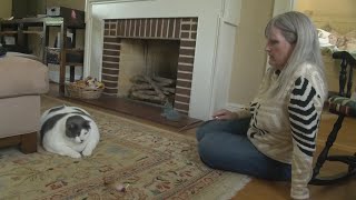 Patches the 40pound cat gets adopted goes on diet [upl. by Galateah]