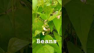 Phaseolus vulgaris the common beanplant grown worldwideits edible  used as a vegetable [upl. by Soirtemed]