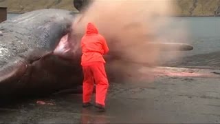 Sperm whale explodes as man tries to open stomach [upl. by Einnok]