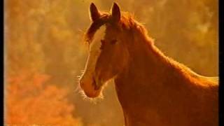 Carlton United Breweries CUB beer ad 1990 with clydesdale horses [upl. by Euphemiah]