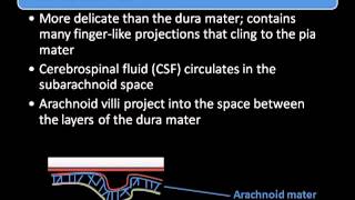 Protective Structures of the CNS [upl. by Gyasi228]